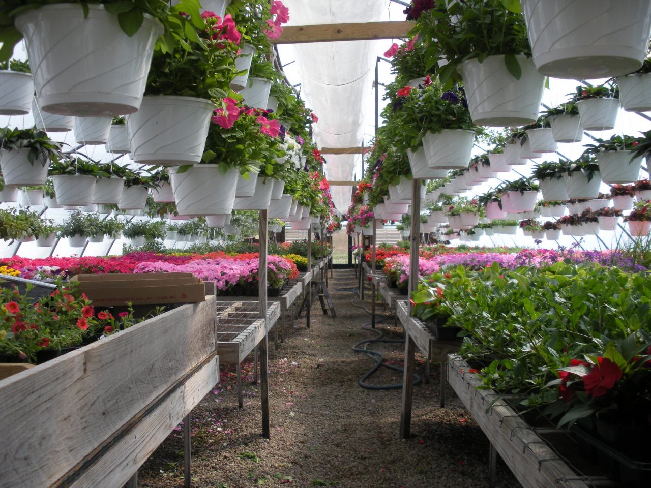Hanging baskets of petunias in a greenhouse aisle