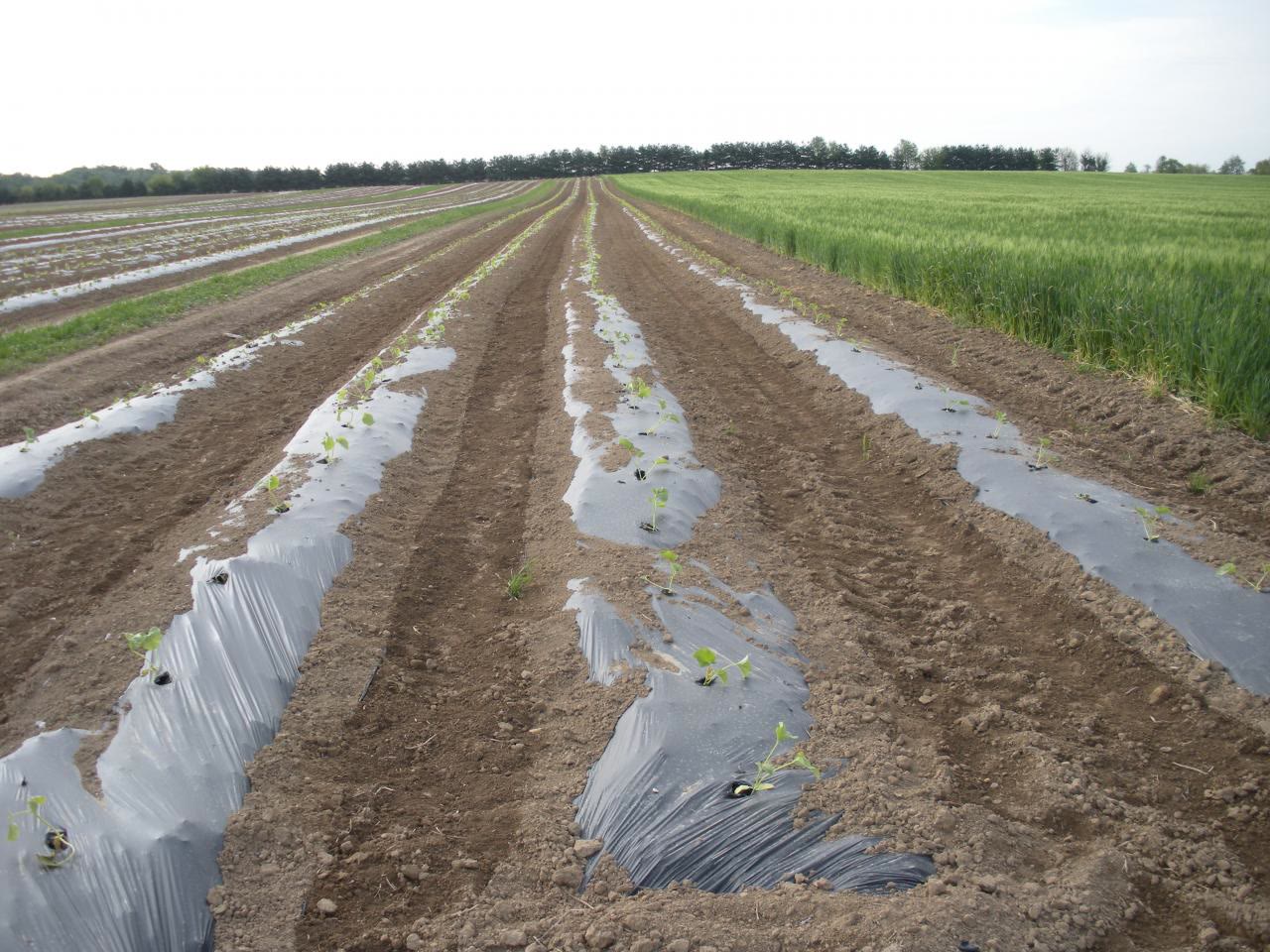 Plastic-mulched strawberry beds running to the horizon