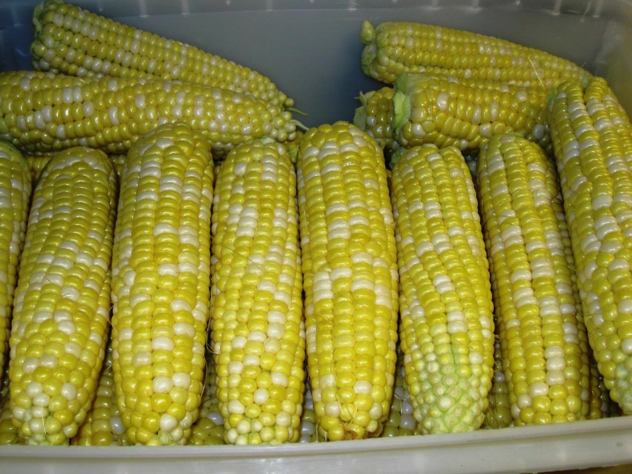 Husked ears of sweet corn lined up