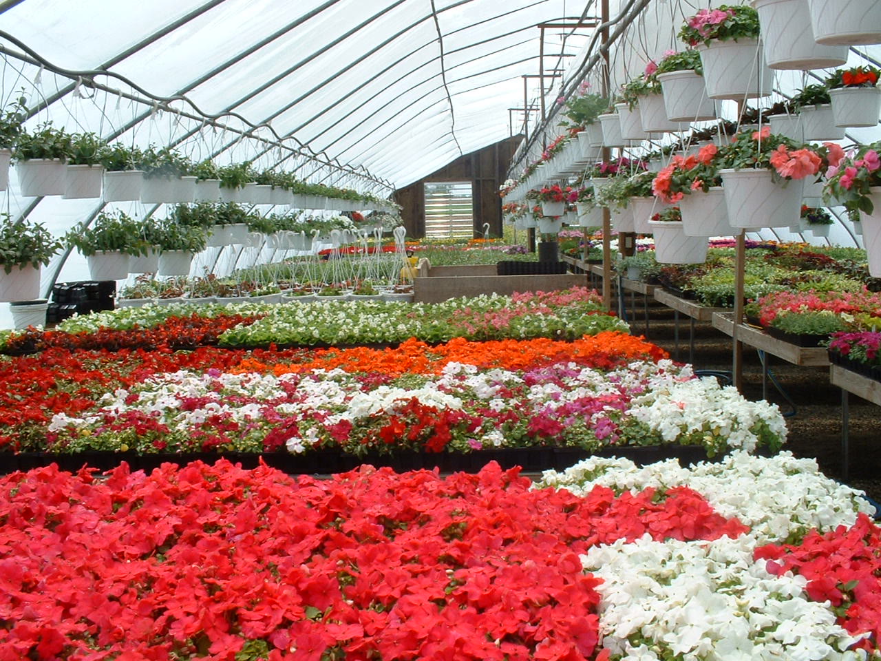 A long greenhouse bench of red and white flowers in bloom