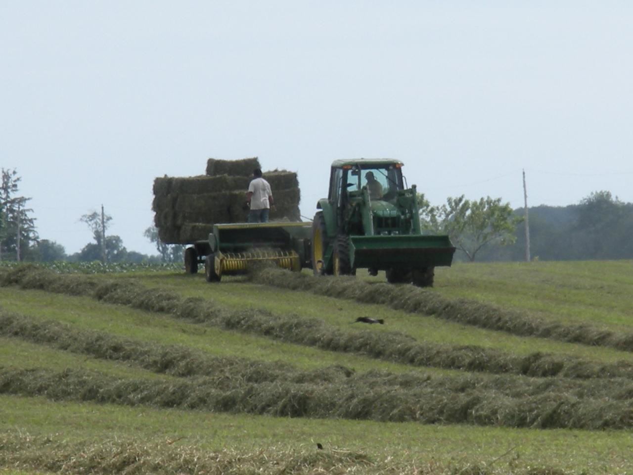 A tractor baling hay in a cut field