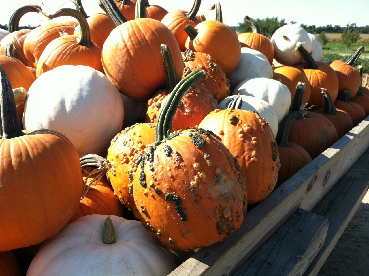 Pumpkins and gourds piled on a wagon