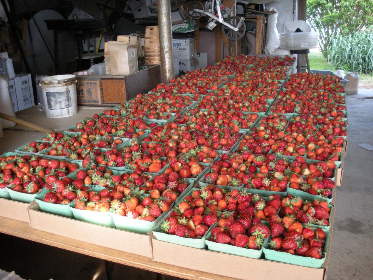 Flats of ripe strawberries on a packing-shed table